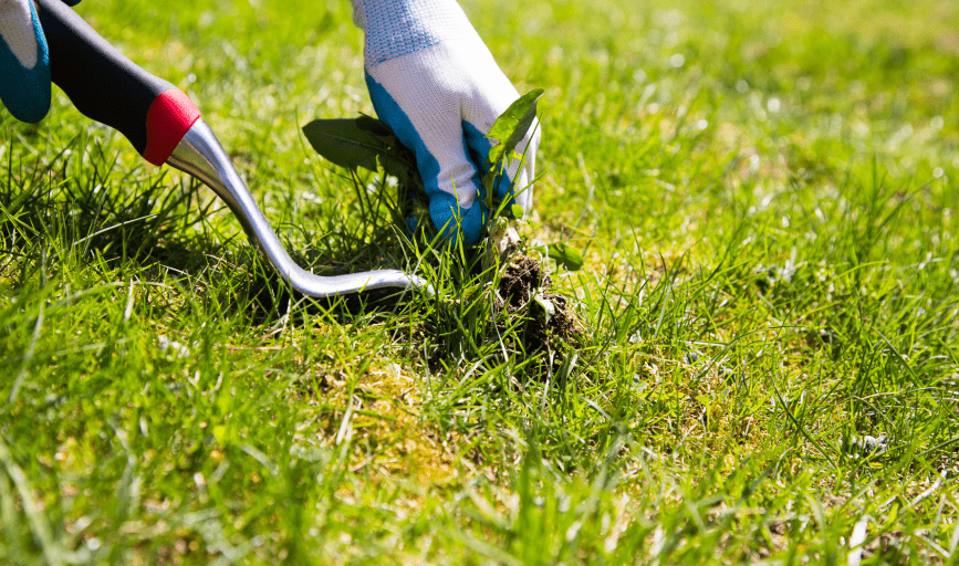 WEED CONTROL